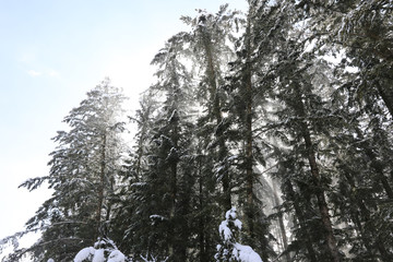 Beautiful snow-covered winter forest in Korea.