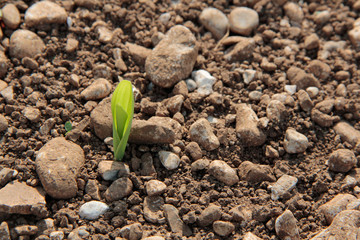 Young fresh corn plant growing in the field on springtime on a sunny day.
