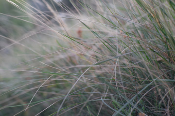 grass in the wind