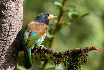 The Great Barbet (Psilopogon virens) bird perching on tree branch