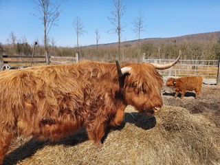  Scottish Bulls