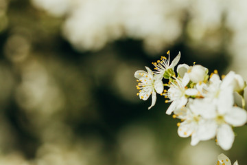 Cherry tree in spring bloom