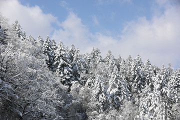 Beautiful snow-covered winter forest in Korea.