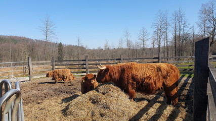  Scottish Bulls