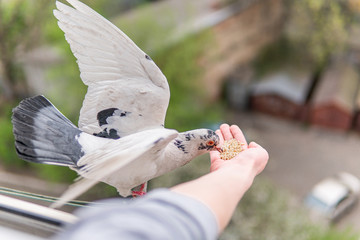 White hungry pigeon with orange eyes is sitting on a hand and eating cereals