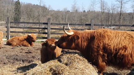  Scottish Bulls