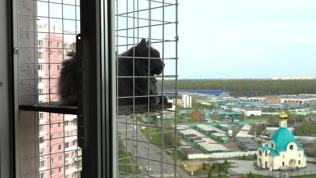 Grey domestic cat (Nebelung breed)  on the special feline outside balcony (Cat Solarium) in a multi-storey residential building.