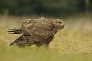 The common buzzard Buteo buteo
