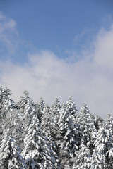 Beautiful snow-covered winter forest in Korea.