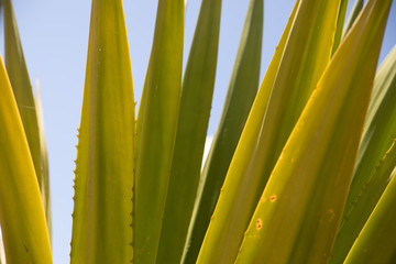 Vertical leaves of aloe vera succulent over blue sky background. Green aloe plant close up in nature. Natural abstract background. Puerto De La Cruz, Canary Islands, Spain - March 2020