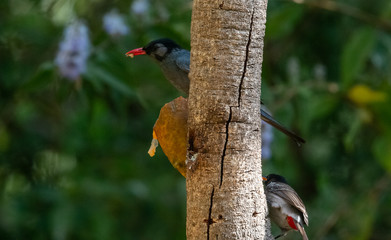 Black Bulbul sitting on tree branch