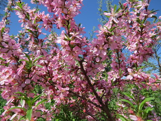 blooming almonds