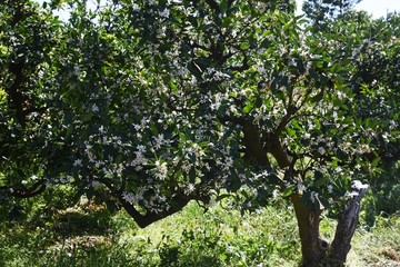 Fototapeta na wymiar Mandarin orange blossoms / Rutaceae evergreen shrub