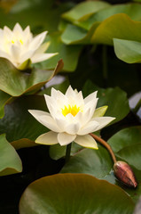 Water Lillies in a Pond in Bergen