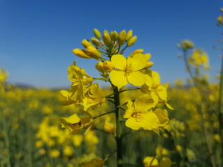 Obraz premium Germany Nature