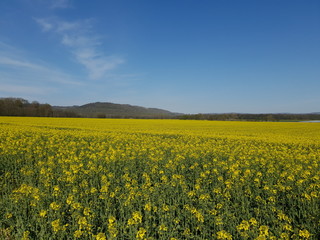 Fototapeta premium Germany Nature