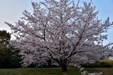 Obraz premium 桜