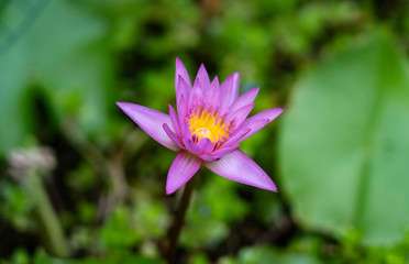 Obraz premium Purple-red waterlily flower with yellow stamens