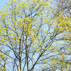spring in city - blossoming maple trees with blue sky on background on sunny day