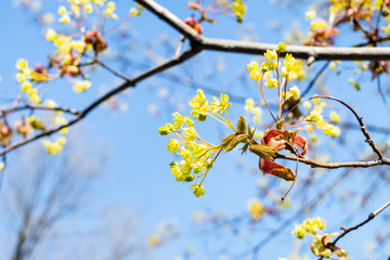 spring in city - blossom of ash-leaved maple tree with blue sky on background on sunny day (focus on bunch of flowers on foreground)