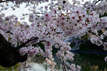 桜 © Kazuyoshi  Ozaki