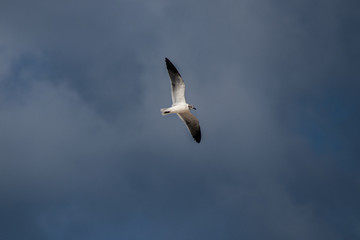 seagull flying