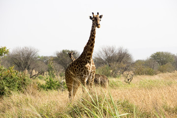 Girafas en Serengueti