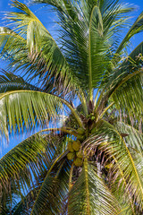 Fototapeta na wymiar palm tree 