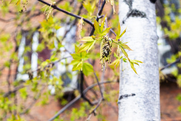 spring in city - blossoming of ash-tree close up and brown apartment house on background (focus on the bud on foreground)