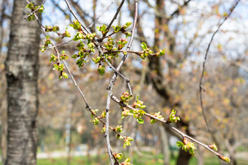 spring in city - twigs with buds of old apple tree in urban park (focus on upper cluster of bourgeons on foreground)