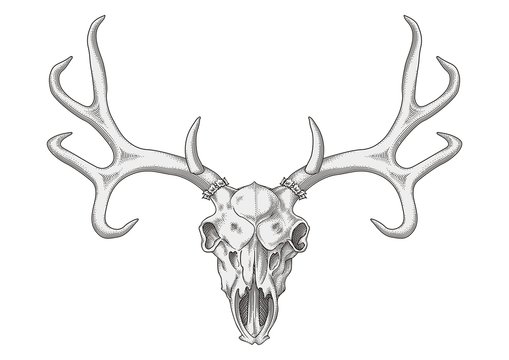 Deer Head vector #1029