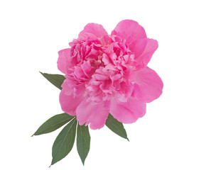 Peony single flower isolated on white background.