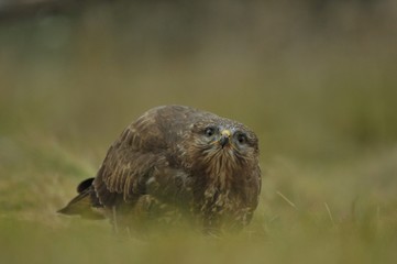 The common buzzard Buteo buteo