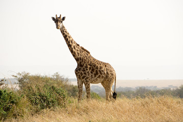 Girafas en Serengueti