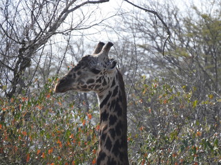 Girafas en Serengueti