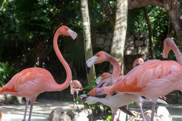 flamingo at the park