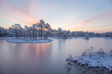 Winter sunrise and frozen marsh lake with small island and frosty pine trees