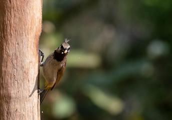 Himalayan Bulbul bird photographed in Sattal