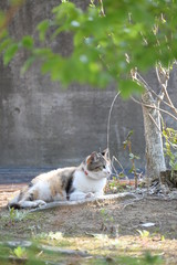 外猫（１０歳）