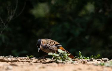 Rufous Chinned Laughing Thrush Bird portrait shot while sitting on the ground at Sattal, Uttrakhand