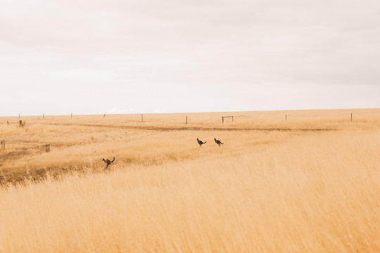 KANGAROO