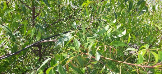 Azadirachta indica - A branch of neem tree natural medicine in ayurveda