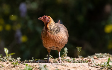 Jungle Fowl female bird photographed in Satal, Uttarakhand, India