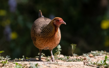 Jungle Fowl female bird photographed in Satal, Uttarakhand, India