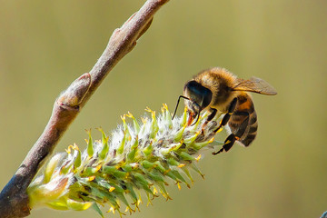 bee on the blooming Bud of a tree, a bee on a flower
