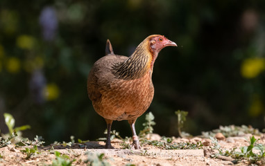 Jungle Fowl female bird photographed in Satal, Uttarakhand, India