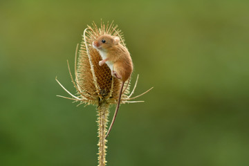 Face to face with Harvest mouse Micromys minutus