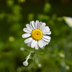 Fototapeta premium white wild daisies in grass garden