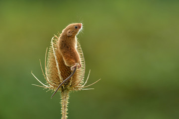 Face to face with Harvest mouse Micromys minutus