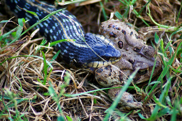 Great image of a garden garter snake killing a toad, closeup of actual bite in natural environment. Great texture and reptilian / amphibian markings -- incredible lack of struggle. Cycle of life